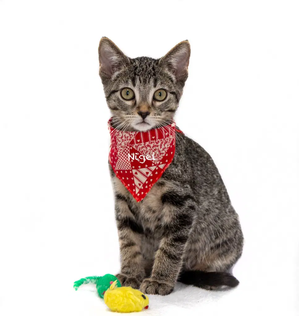Nigel - Domestic Short Hair