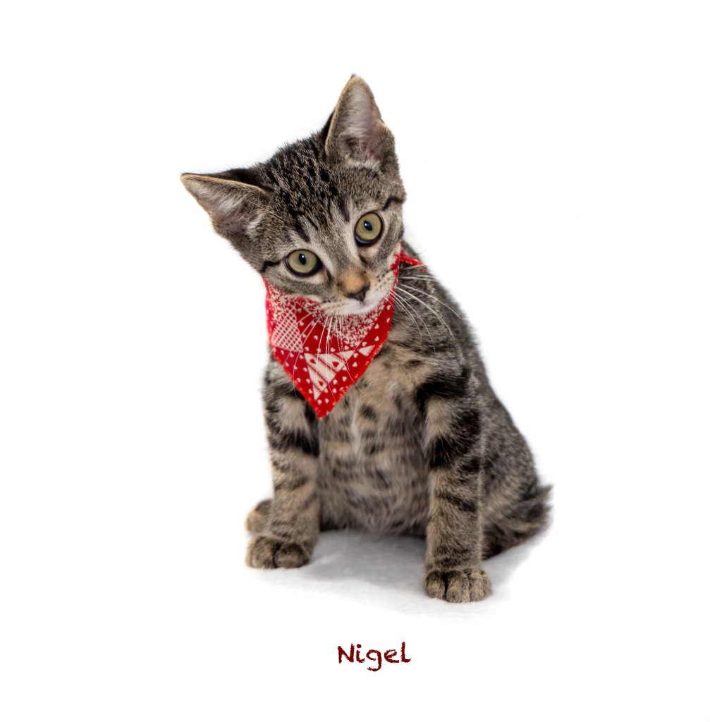 Nigel, photo 2