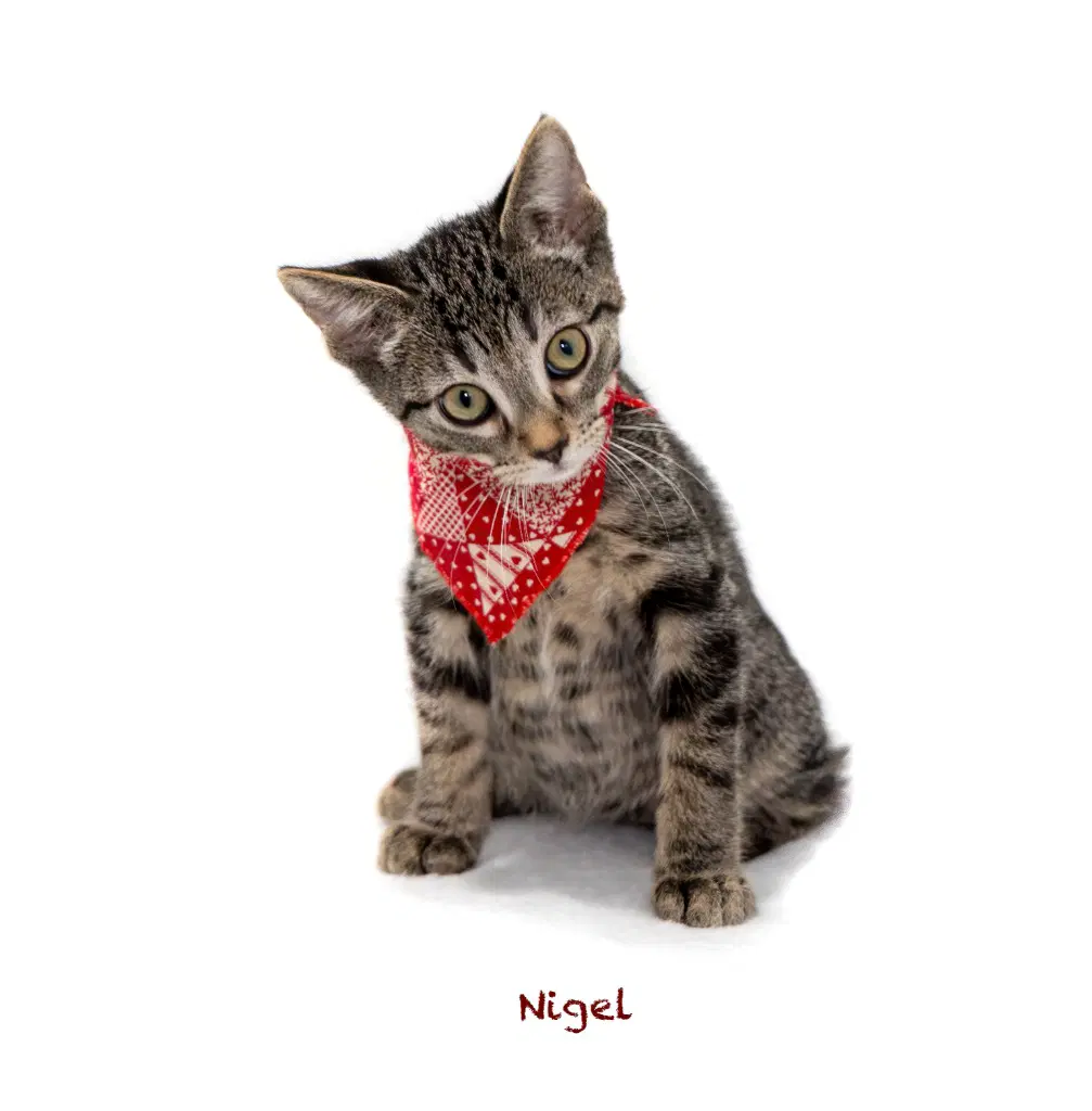 Nigel image 2