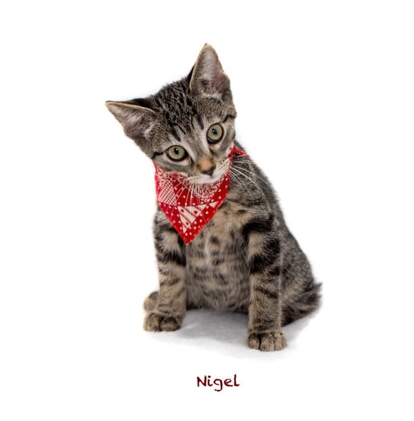 Nigel