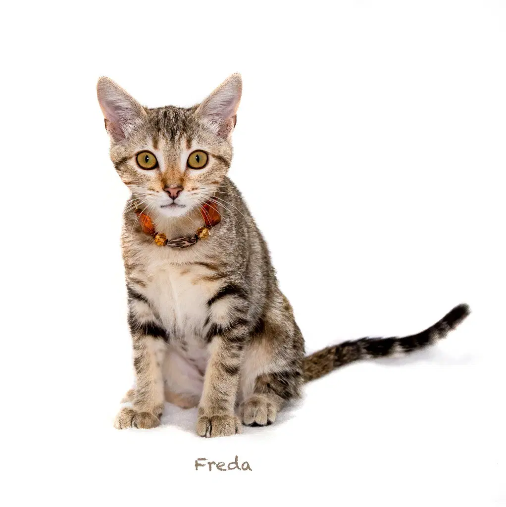 Freda - Domestic Short Hair