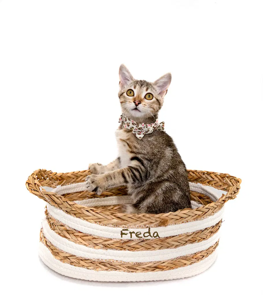 Freda image 2