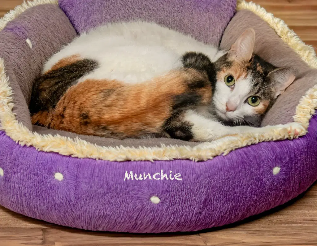 Munchie image 2