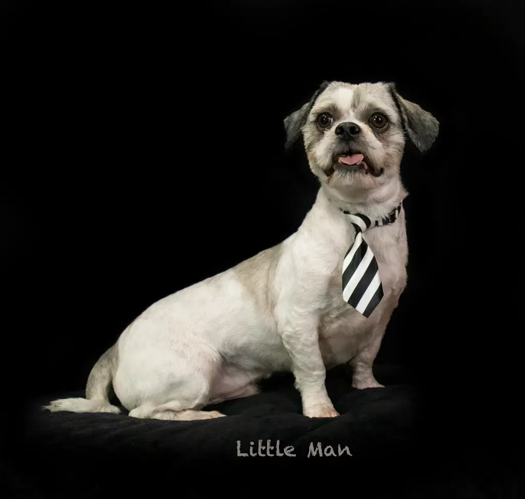 Little Man - Shih Tzu