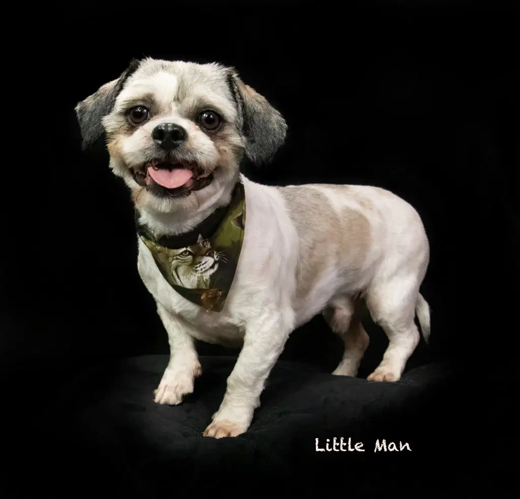 Little Man image 2