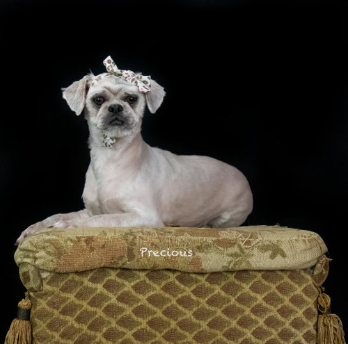picture of the dog needing adoption
