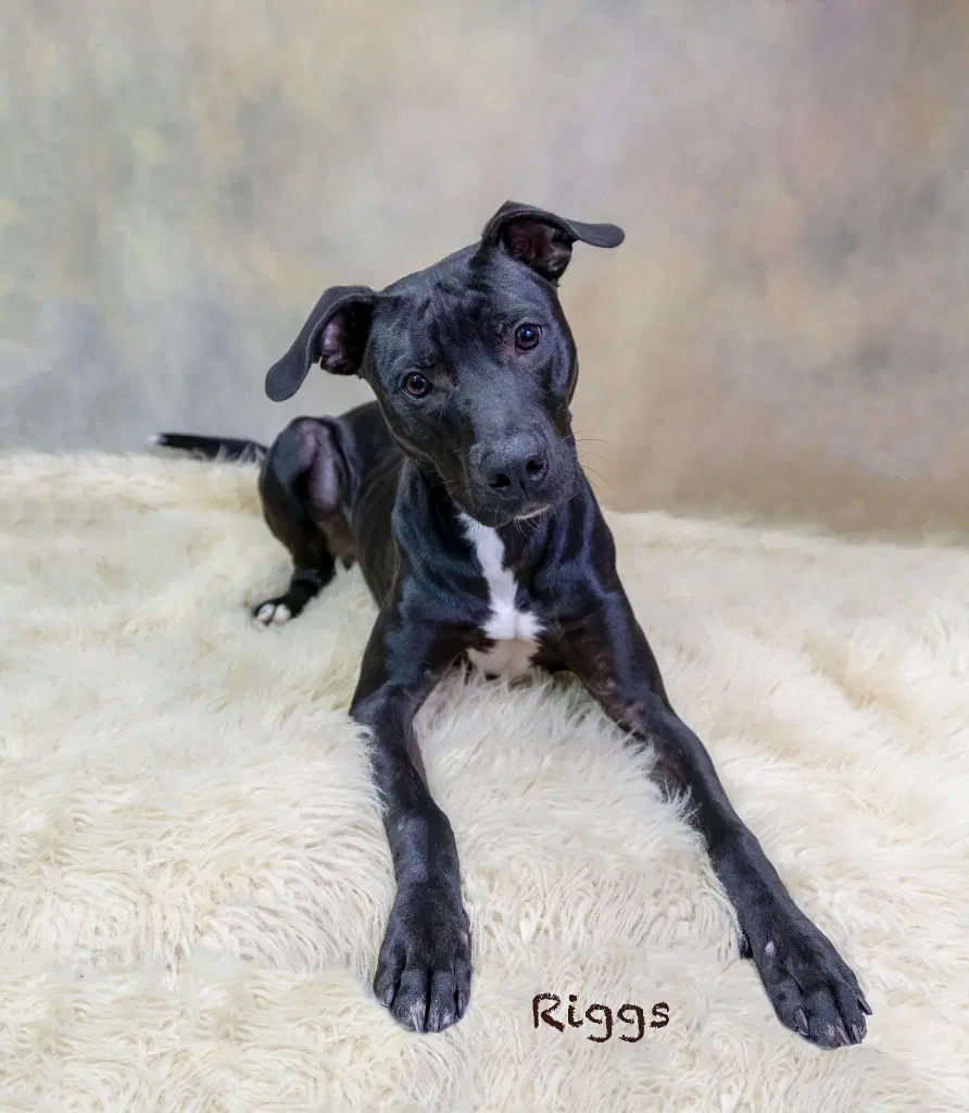 Riggs - Pit Bull Terrier