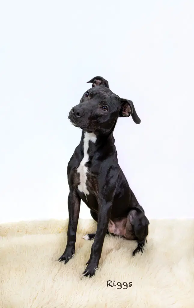 Riggs image 2