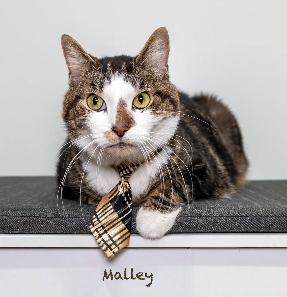 Malley