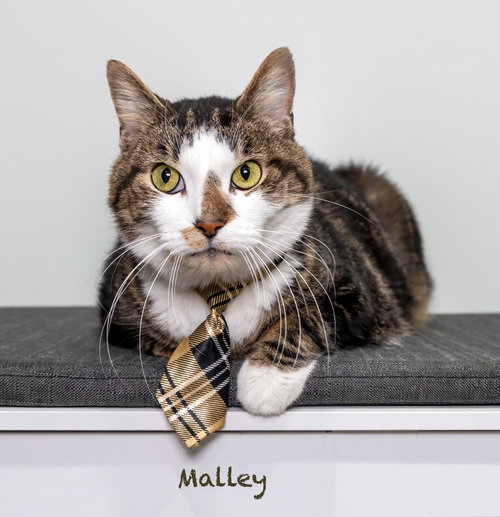 Malley, a cat for adoption from HSV Animal Welfare League
