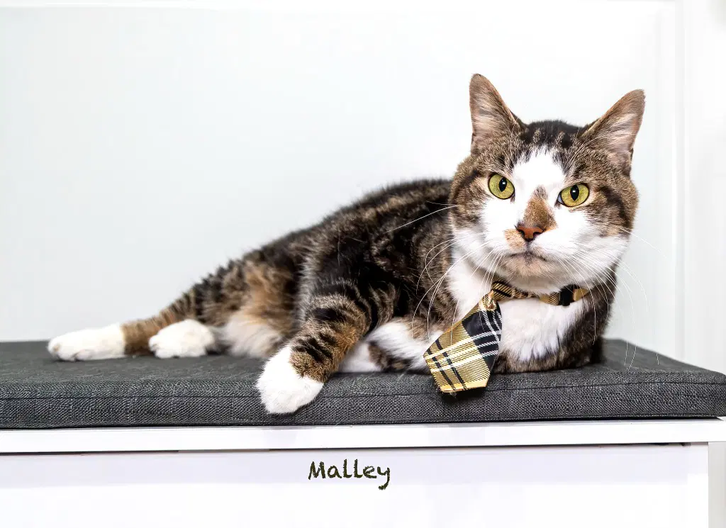 Malley image 2