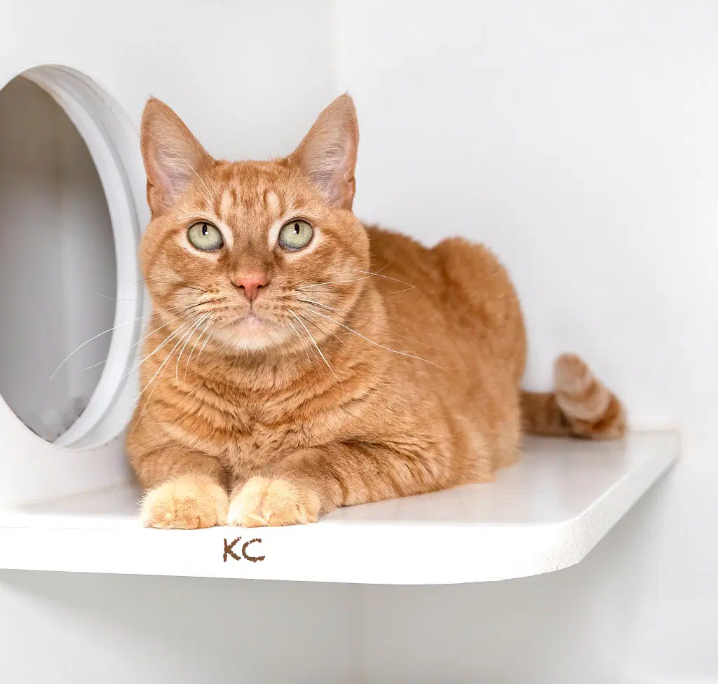 Kc - Domestic Short Hair