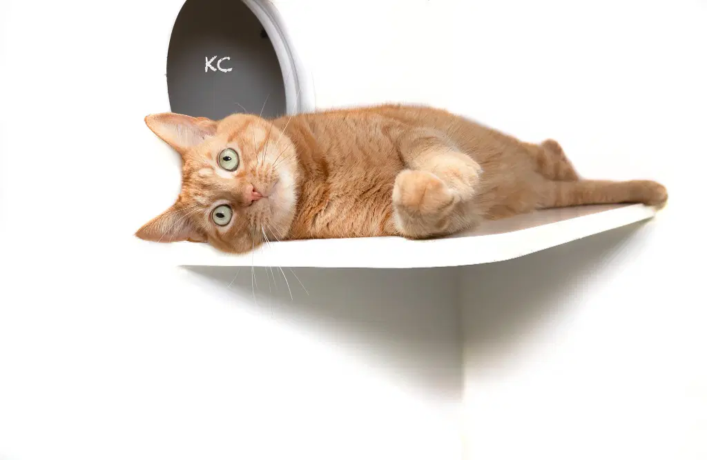 Kc image 2