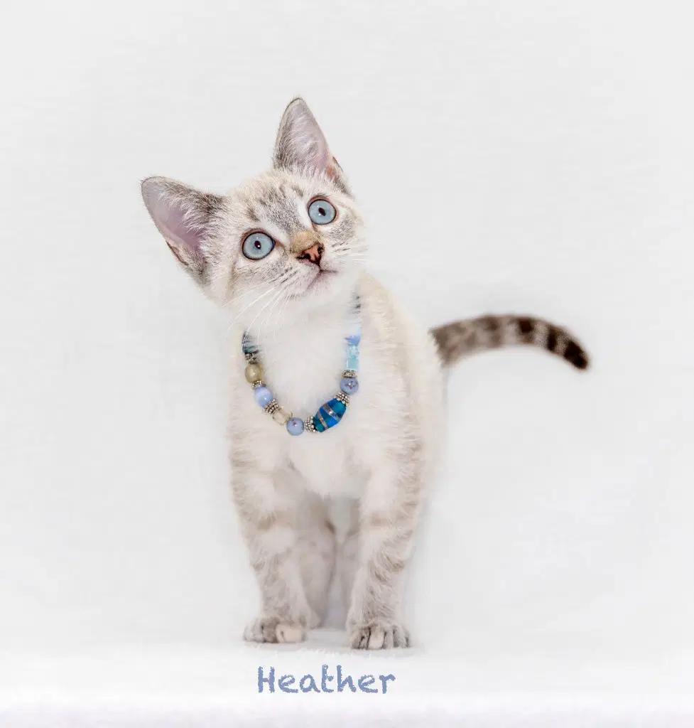 Heather - Domestic Short Hair