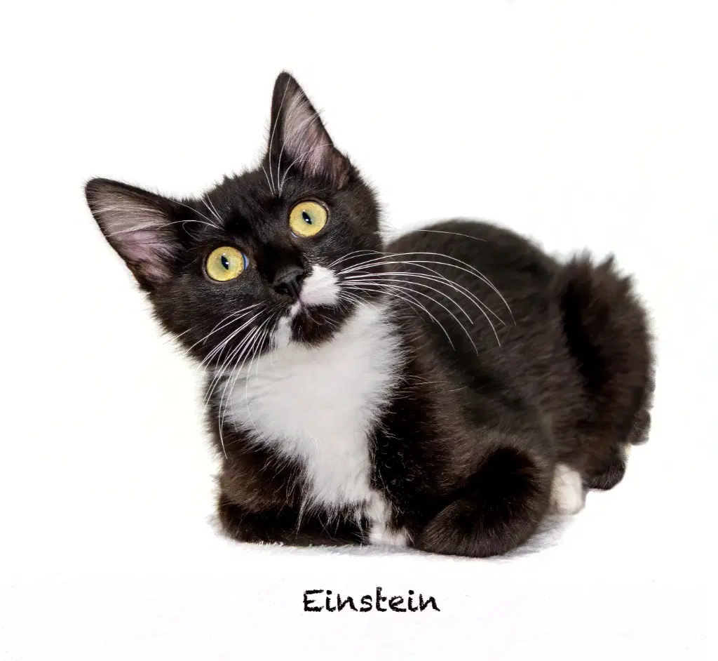 Einstein - Domestic Short Hair