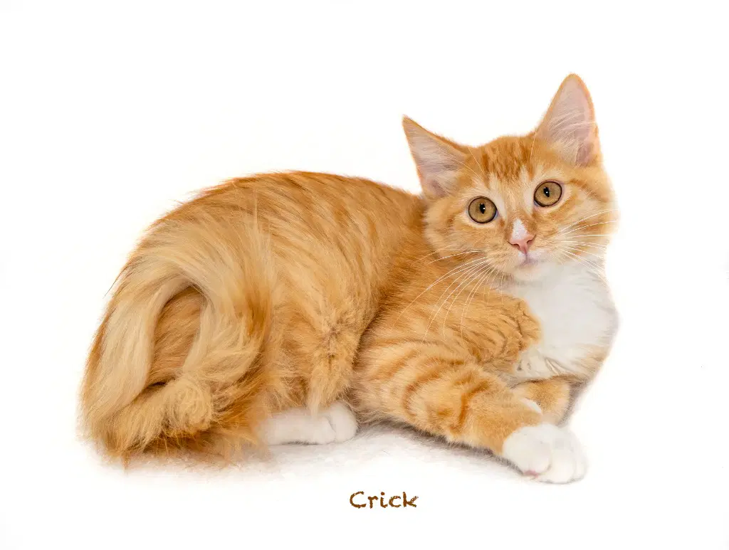 Crick - Domestic Short Hair
