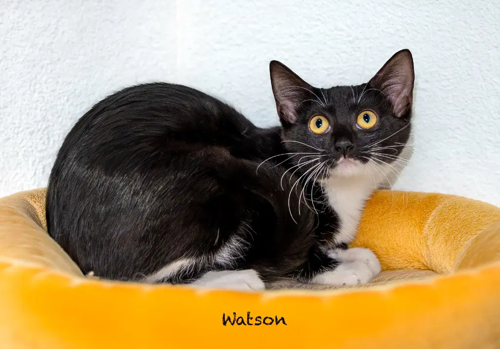 Watson - Domestic Short Hair