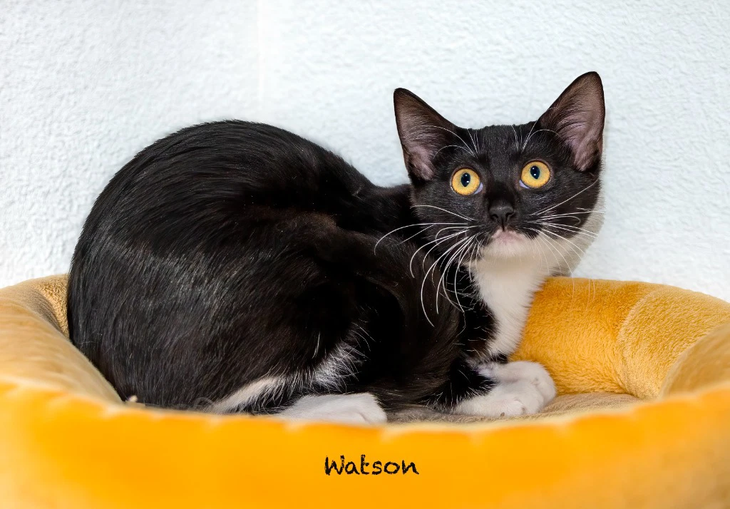 Watson