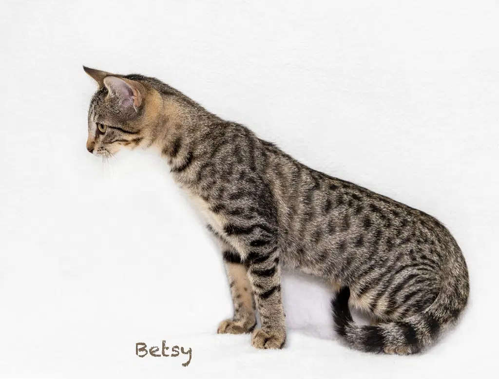 Betsy - Domestic Short Hair