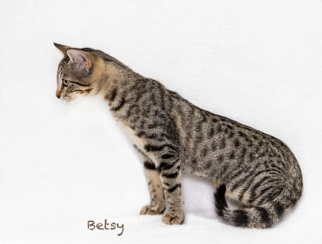 Betsy