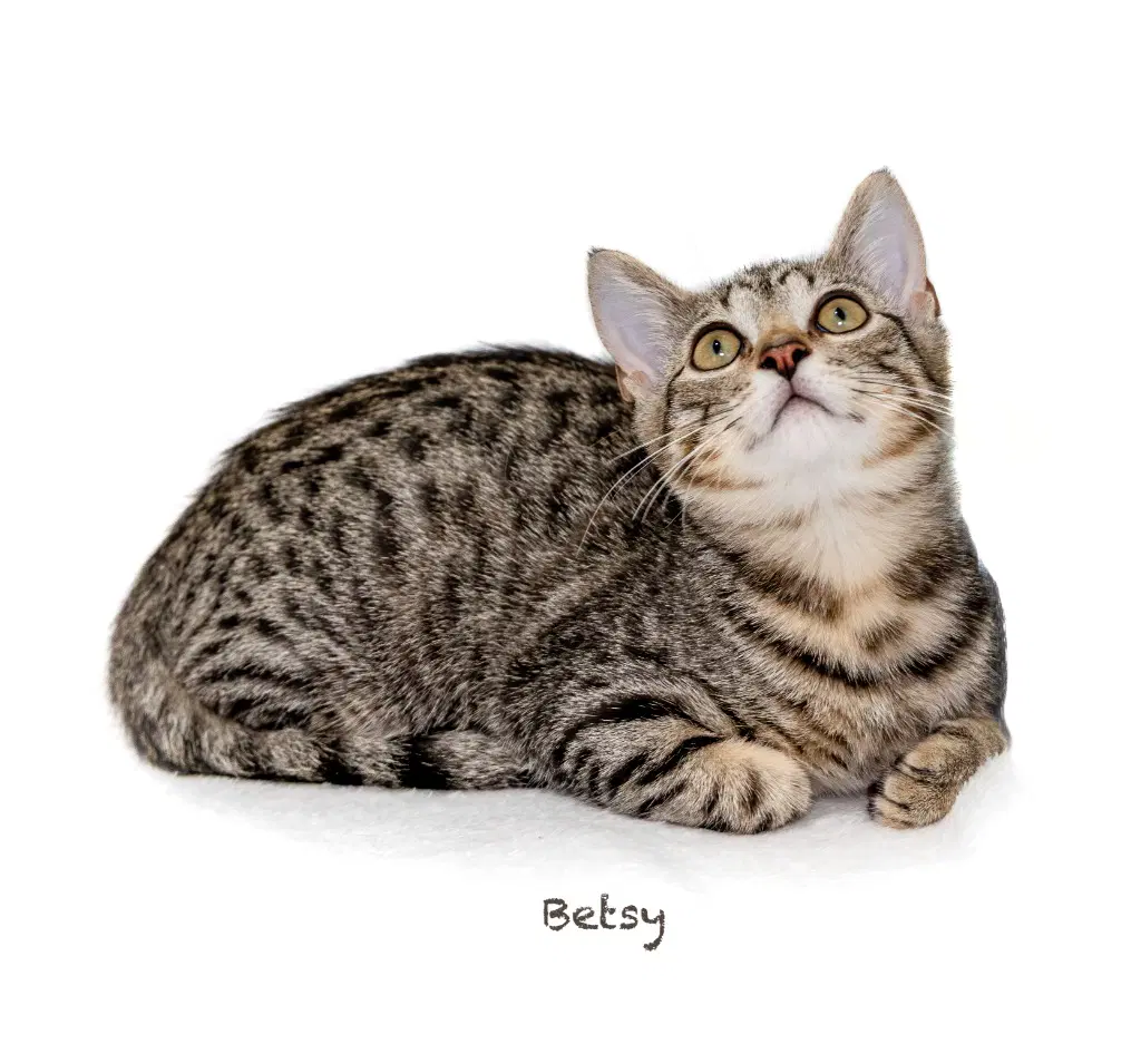 Betsy image 2