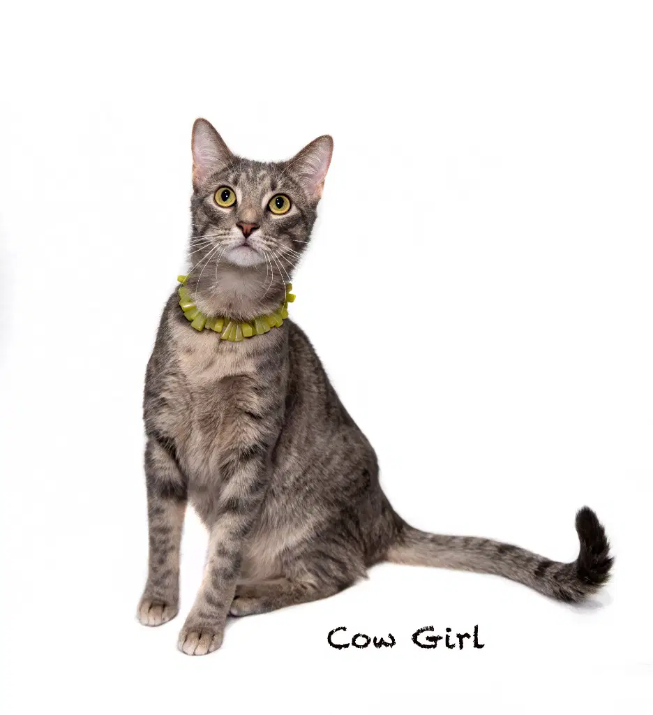 Cowgirl - Domestic Short Hair