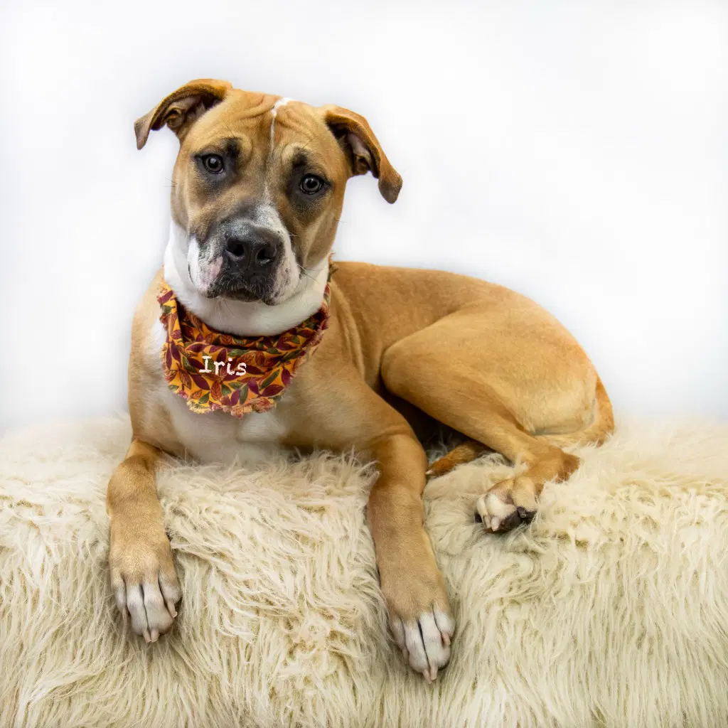 Iris - Boxer