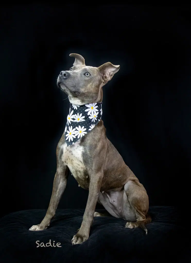 Sadie image 2