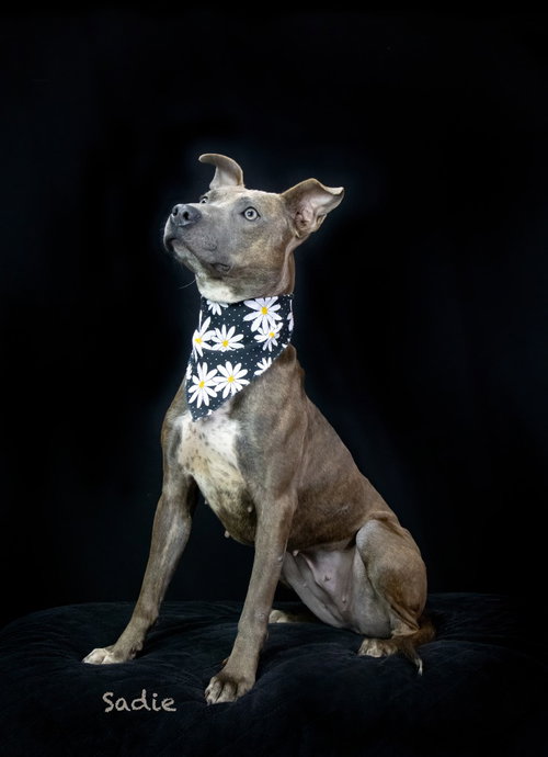 Photo 2 of Sadie
