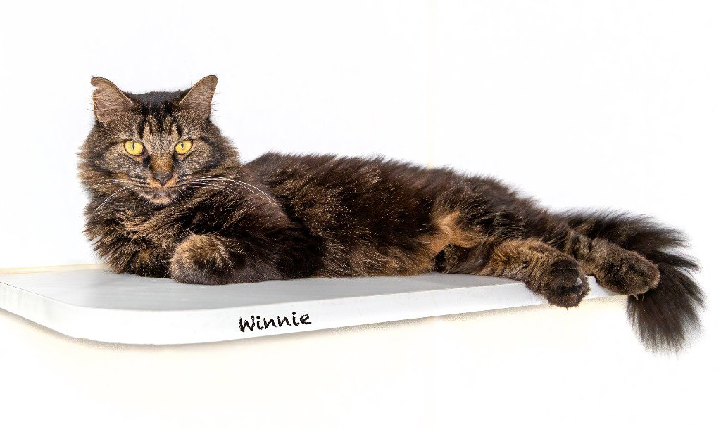 Winnie, Domestic Long Hair