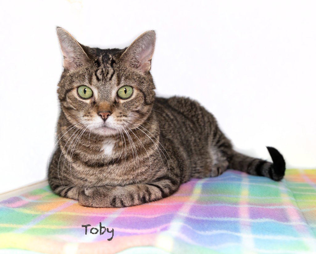 Toby, Domestic Short Hair