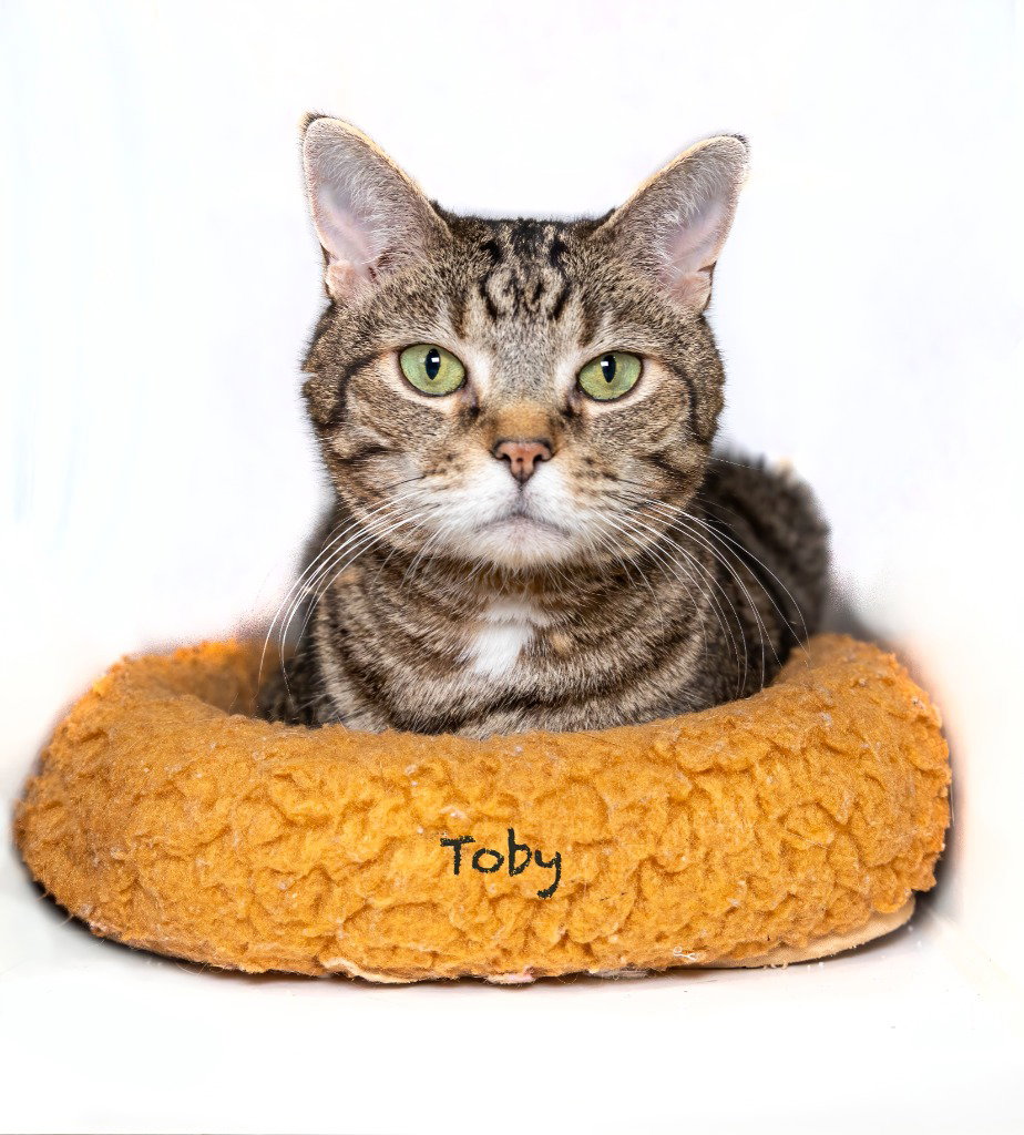 Toby, photo 2