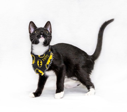 Iggy, a cat for adoption from HSV Animal Welfare League