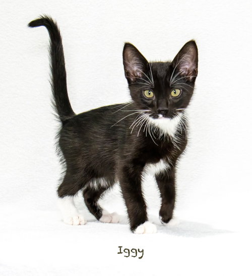 Photo 3 of Iggy