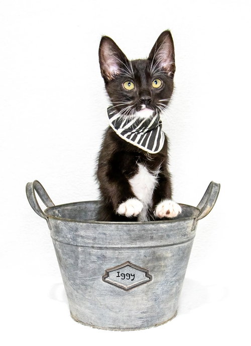Photo 4 of Iggy