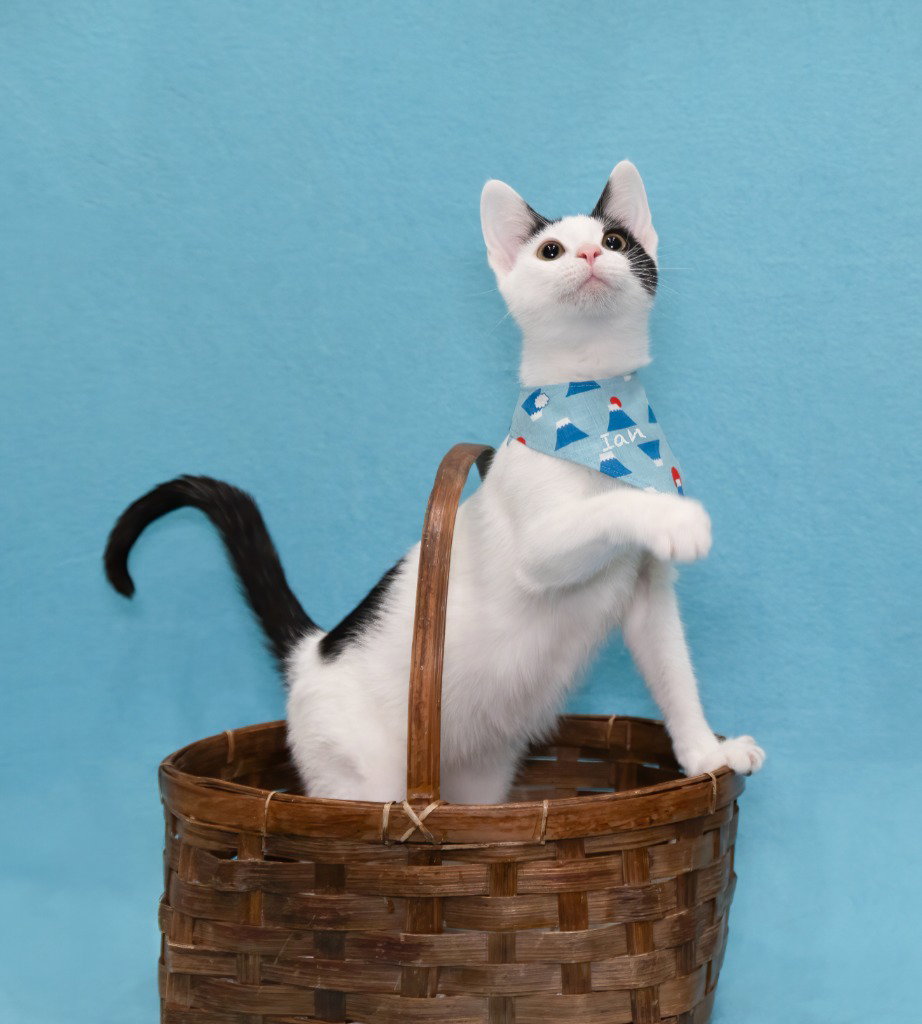 Ian, Domestic Short Hair