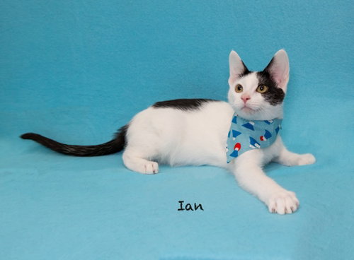 Photo 2 of Ian