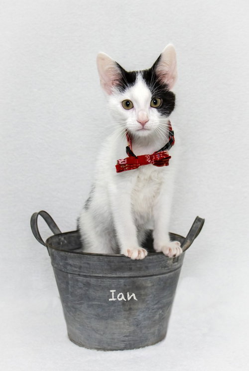 Photo 3 of Ian