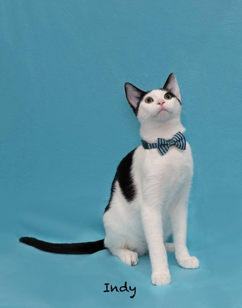 Indy, Domestic Short Hair