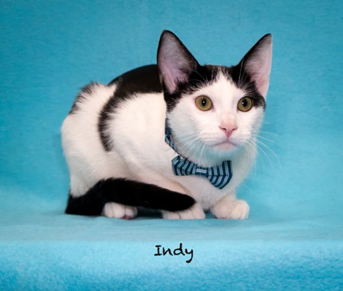 Photo 2 of Indy