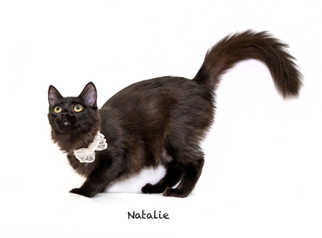 Natalie, Domestic Medium Hair
