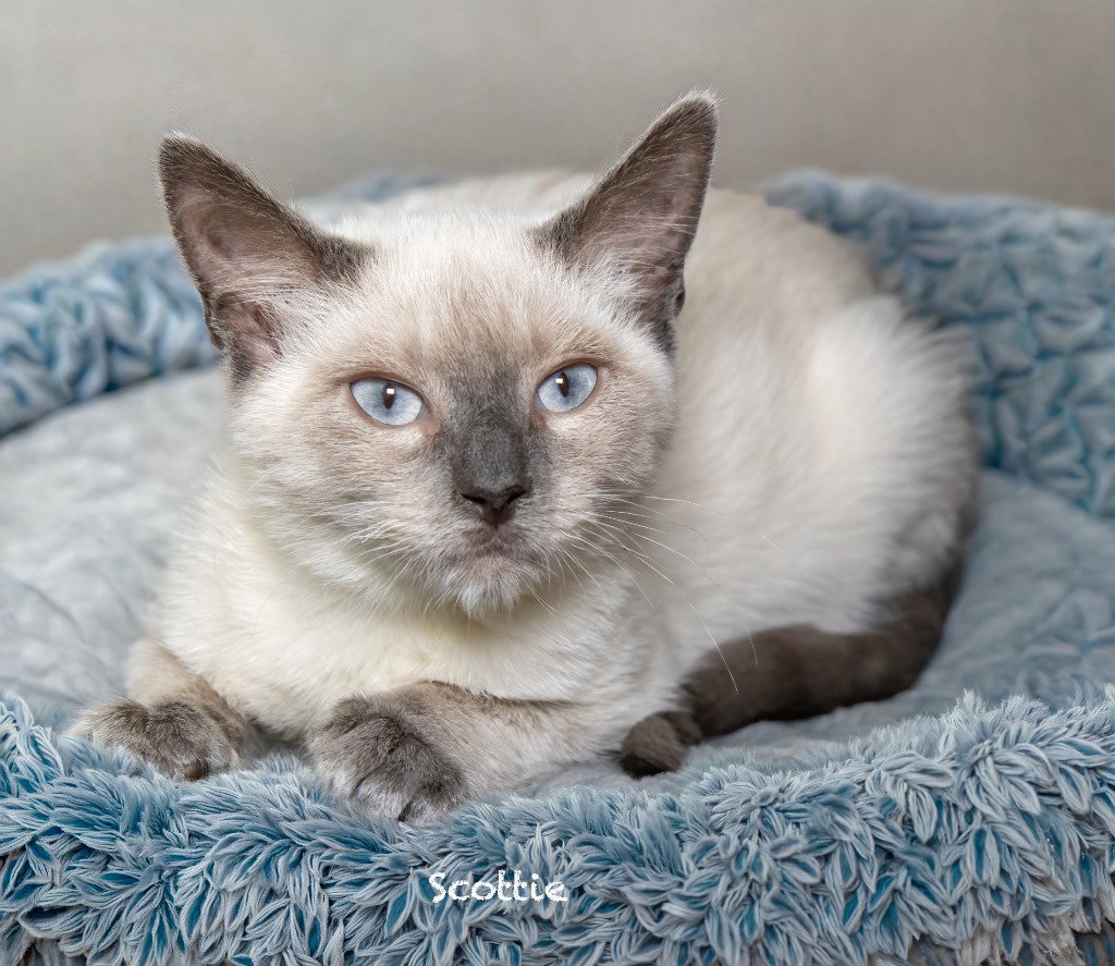 Scottie, Domestic Medium Hair