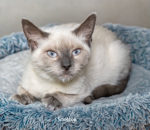 Scottie, a cat for adoption from HSV Animal Welfare League