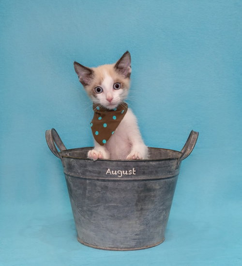 August, a cat for adoption from HSV Animal Welfare League