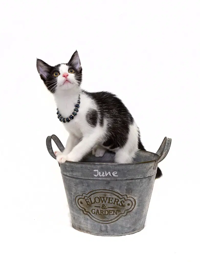June - Domestic Short Hair