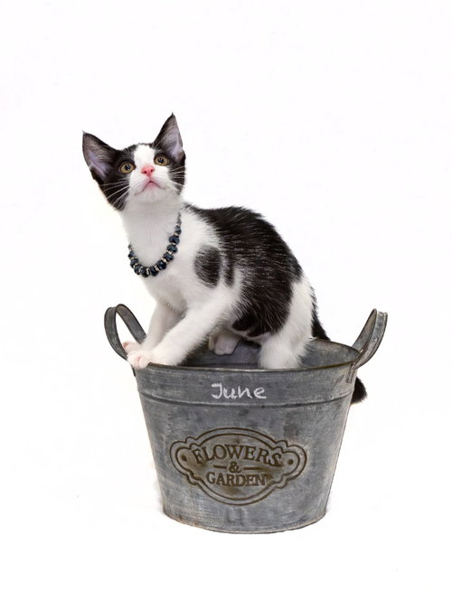 June, a cat for adoption from HSV Animal Welfare League