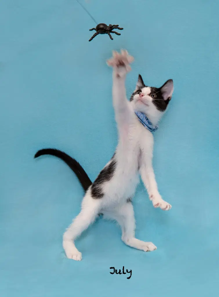 July - Domestic Short Hair