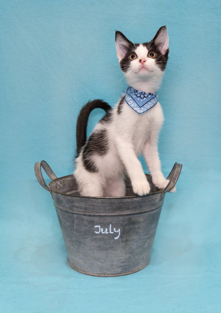 July, photo 2