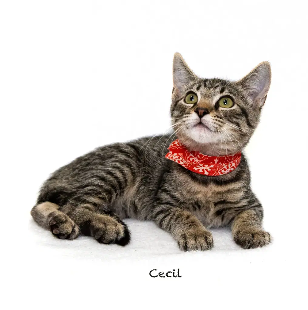 Cecil - Domestic Short Hair