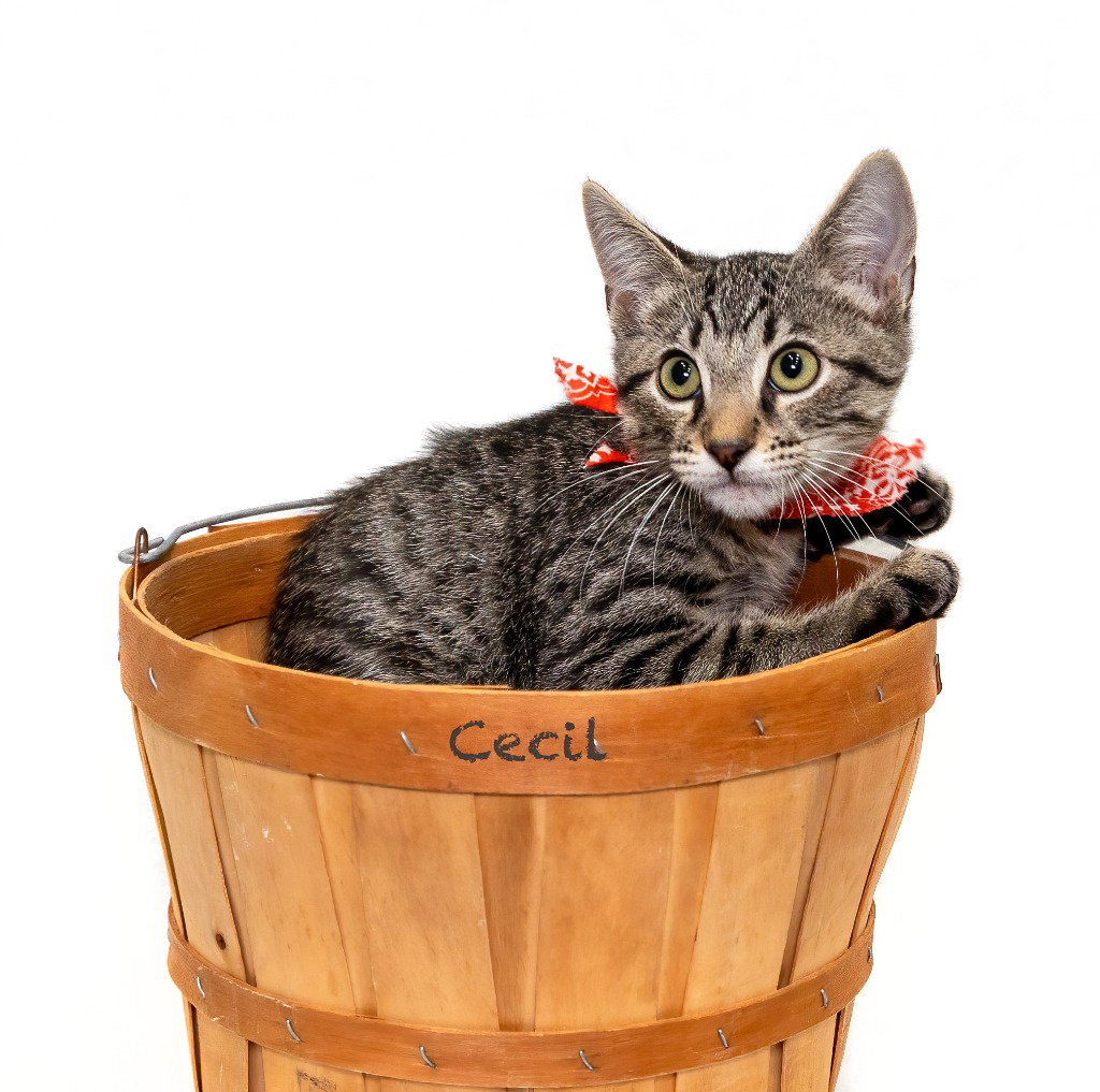 Cecil, photo 2